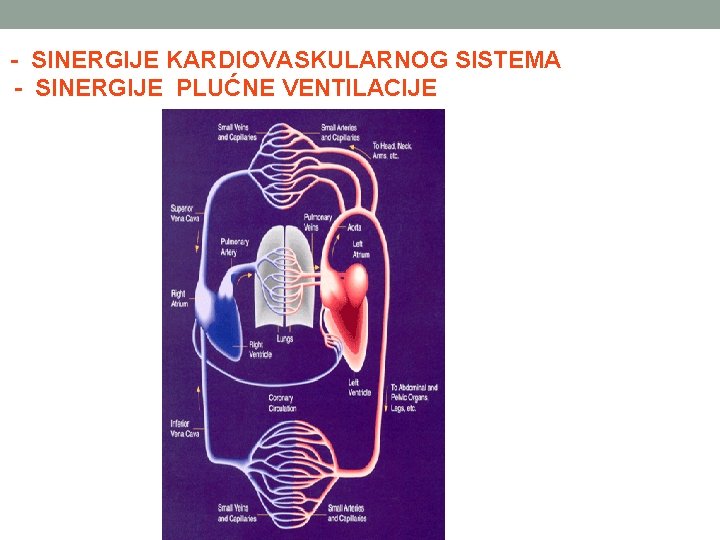 - SINERGIJE KARDIOVASKULARNOG SISTEMA - SINERGIJE PLUĆNE VENTILACIJE 