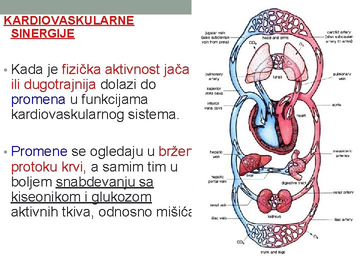 KARDIOVASKULARNE SINERGIJE • Kada je fizička aktivnost jača ili dugotrajnija dolazi do promena u