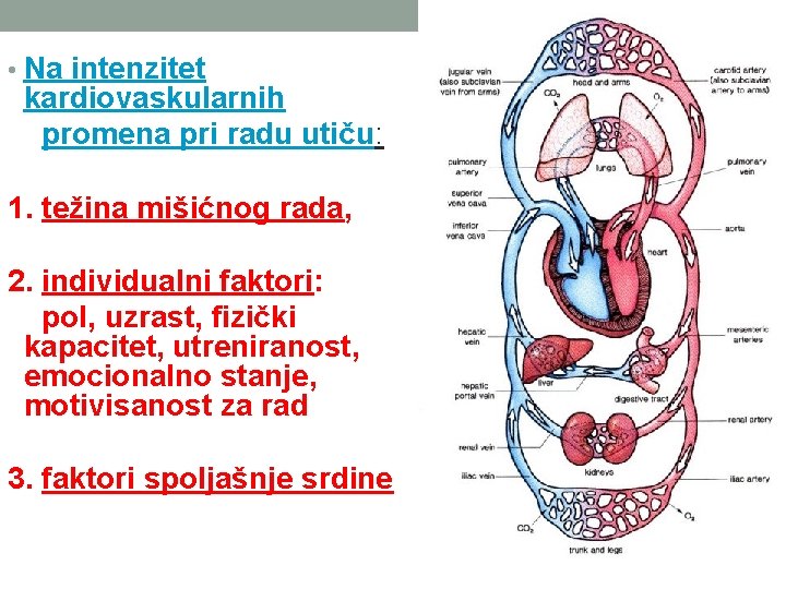  • Na intenzitet kardiovaskularnih promena pri radu utiču: 1. težina mišićnog rada, 2.