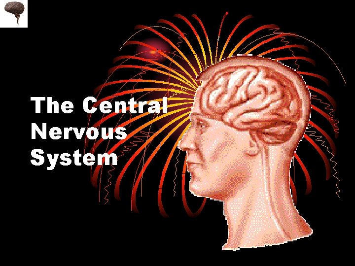 The Central Nervous System 