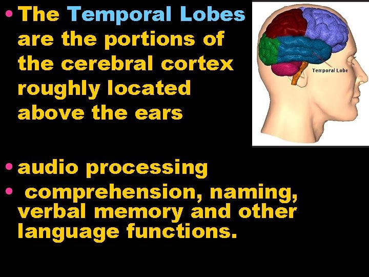  • The Temporal Lobes are the portions of the cerebral cortex roughly located