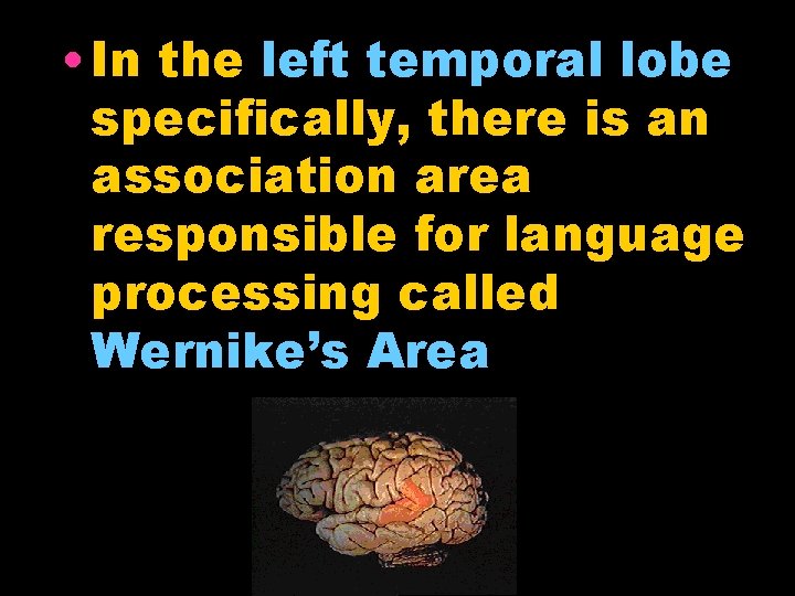  • In the left temporal lobe specifically, there is an association area responsible