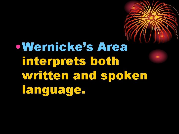  • Wernicke’s Area interprets both written and spoken language. 