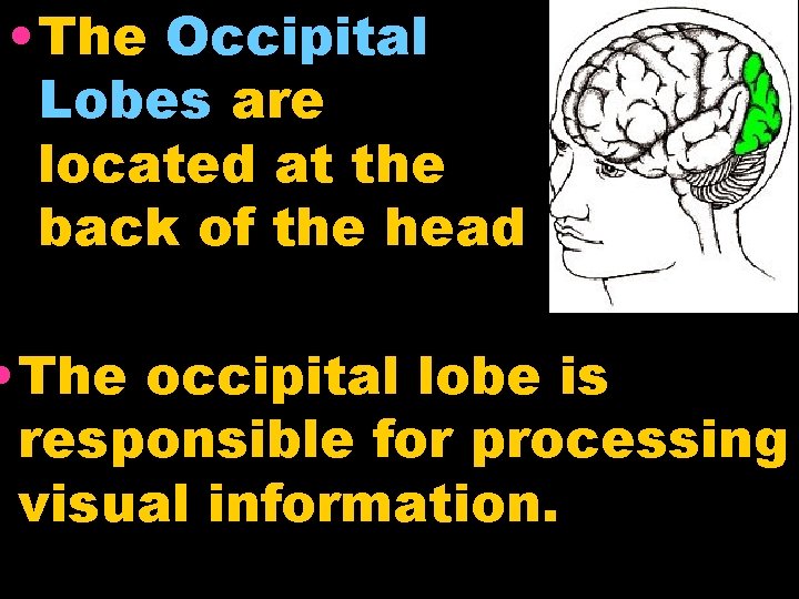  • The Occipital Lobes are located at the back of the head •