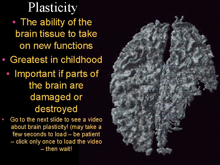 Plasticity • The ability of the brain tissue to take on new functions •