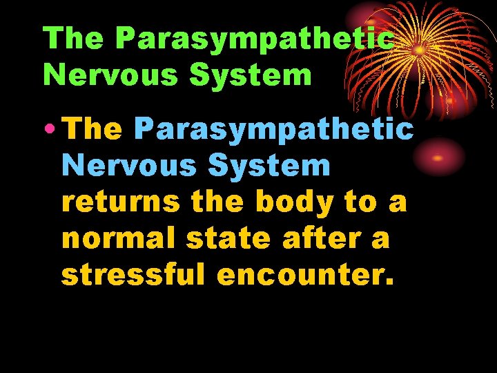 The Parasympathetic Nervous System • The Parasympathetic Nervous System returns the body to a