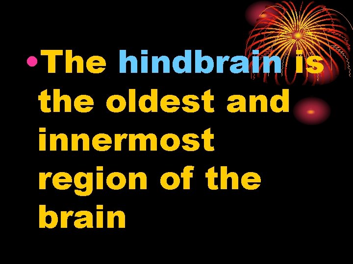  • The hindbrain is the oldest and innermost region of the brain 