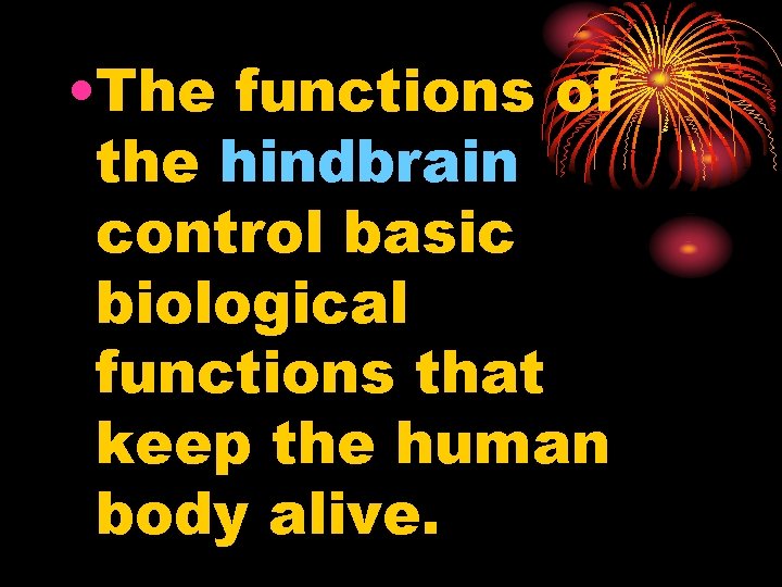  • The functions of the hindbrain control basic biological functions that keep the