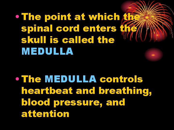  • The point at which the spinal cord enters the skull is called