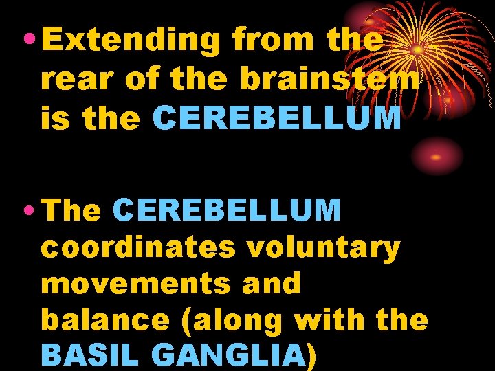  • Extending from the rear of the brainstem is the CEREBELLUM • The