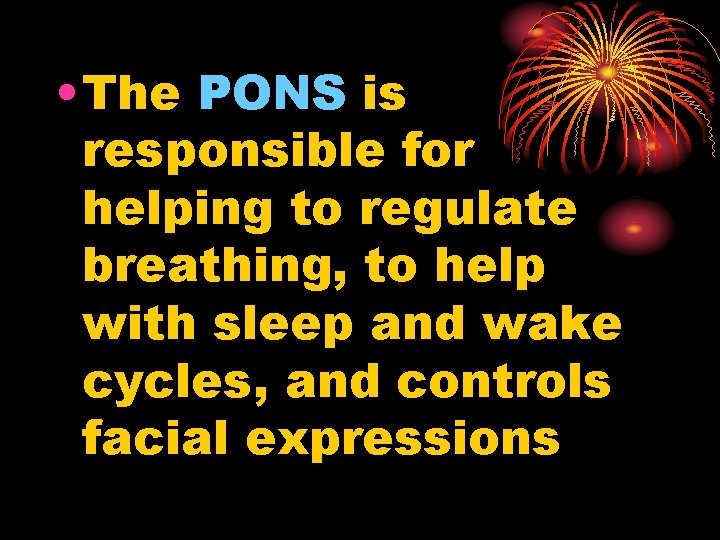 • The PONS is responsible for helping to regulate breathing, to help with