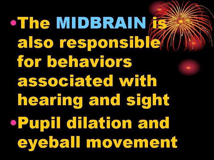  • The MIDBRAIN is also responsible for behaviors associated with hearing and sight