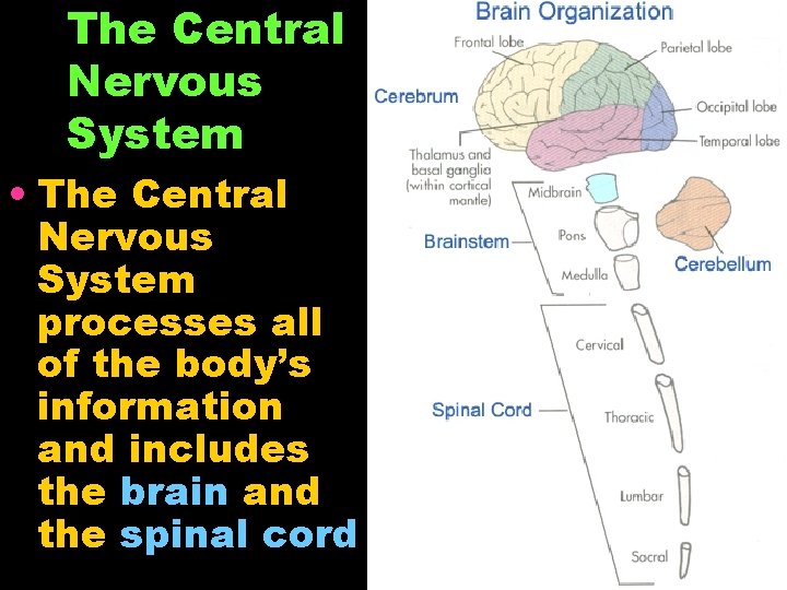 The Central Nervous System • The Central Nervous System processes all of the body’s