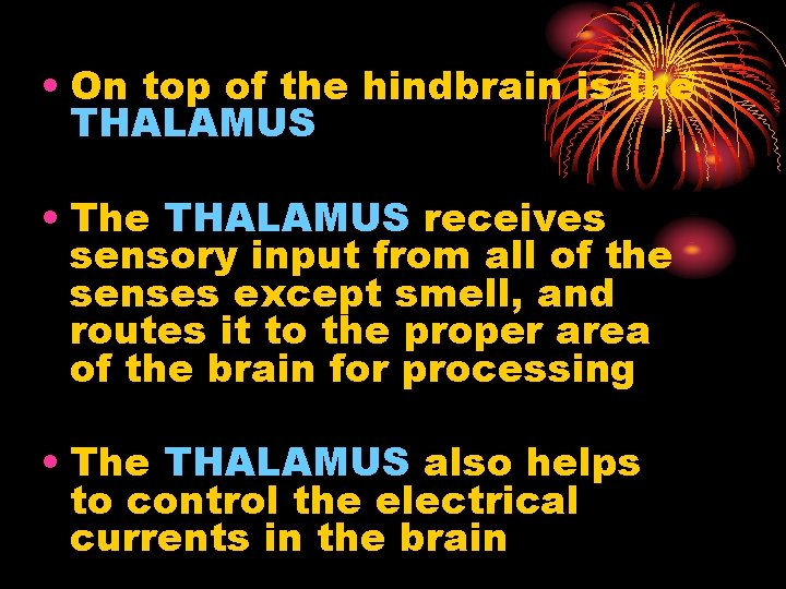 • On top of the hindbrain is the THALAMUS • The THALAMUS receives