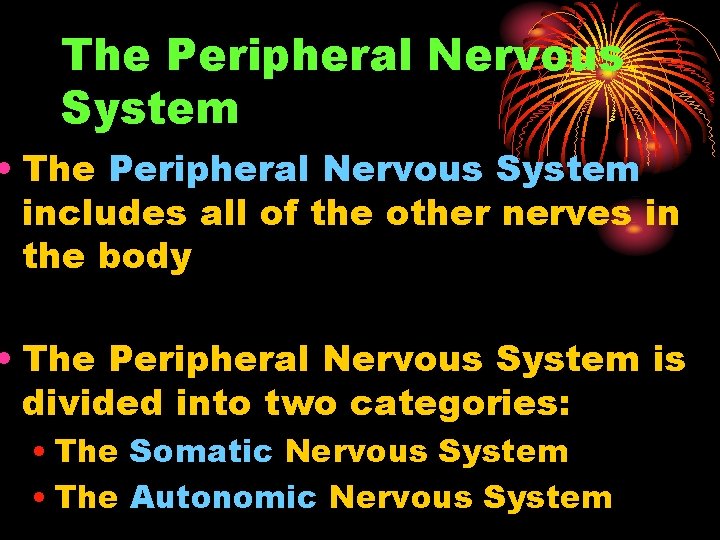 The Peripheral Nervous System • The Peripheral Nervous System includes all of the other