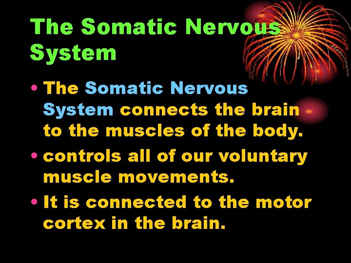 The Somatic Nervous System • The Somatic Nervous System connects the brain to the