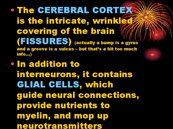  • The CEREBRAL CORTEX is the intricate, wrinkled covering of the brain (FISSURES)