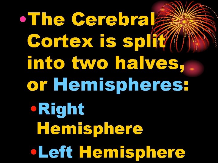  • The Cerebral Cortex is split into two halves, or Hemispheres: • Right
