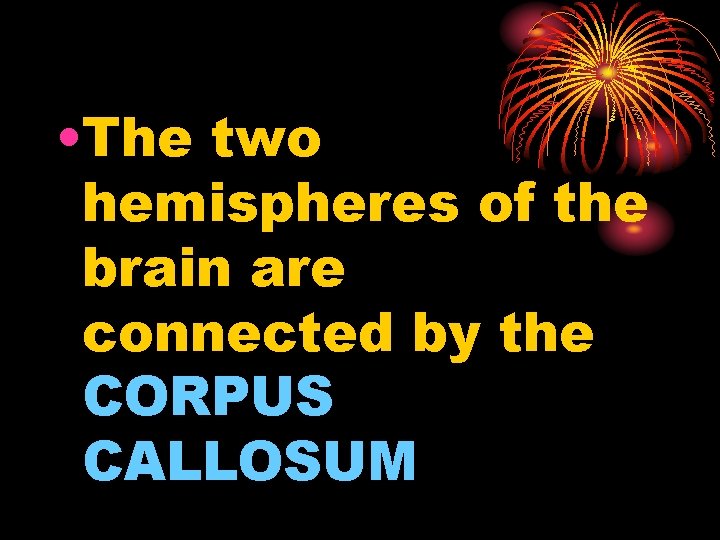  • The two hemispheres of the brain are connected by the CORPUS CALLOSUM