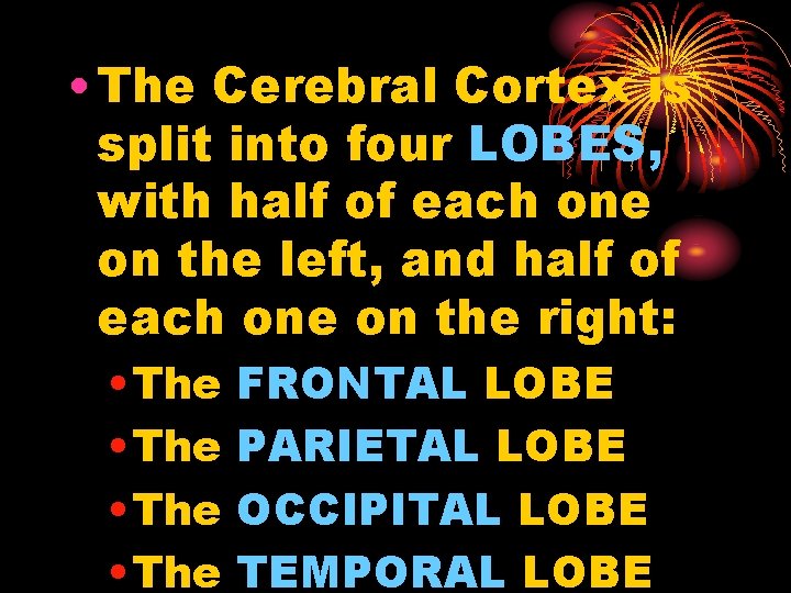  • The Cerebral Cortex is split into four LOBES, with half of each