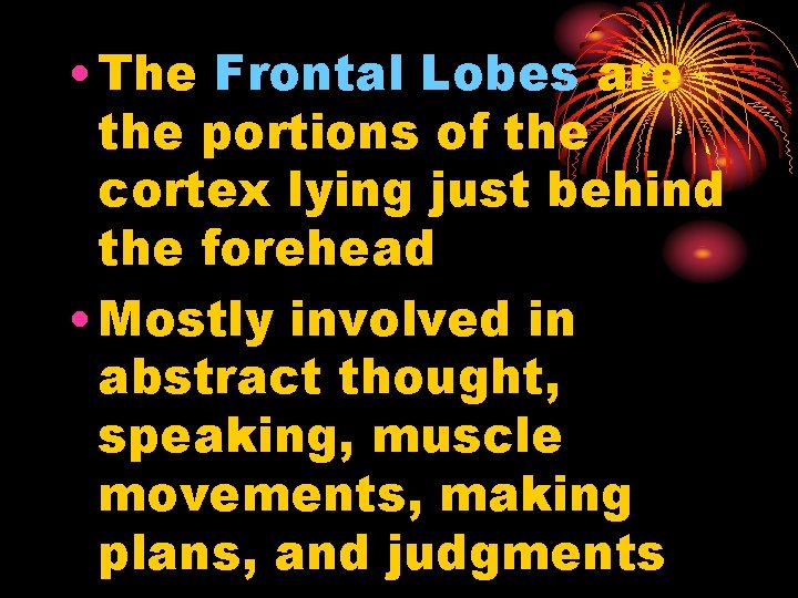  • The Frontal Lobes are the portions of the cortex lying just behind