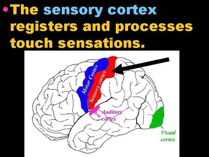  • The sensory cortex registers and processes touch sensations. 