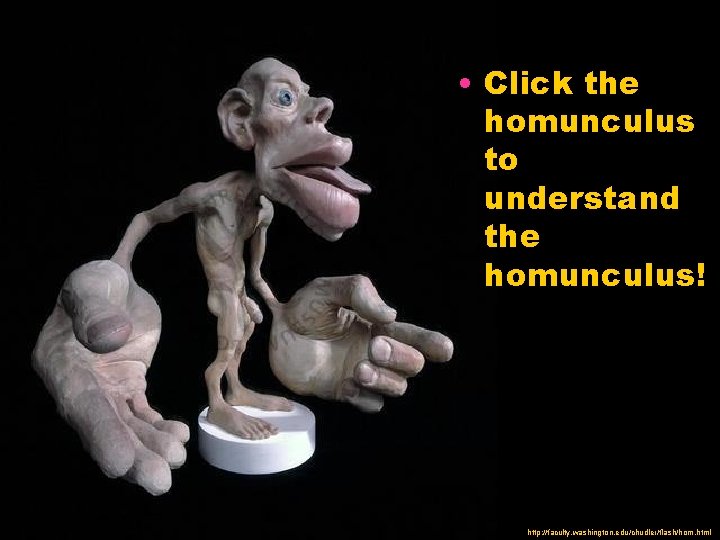  • Click the homunculus to understand the homunculus! http: //faculty. washington. edu/chudler/flash/hom. html