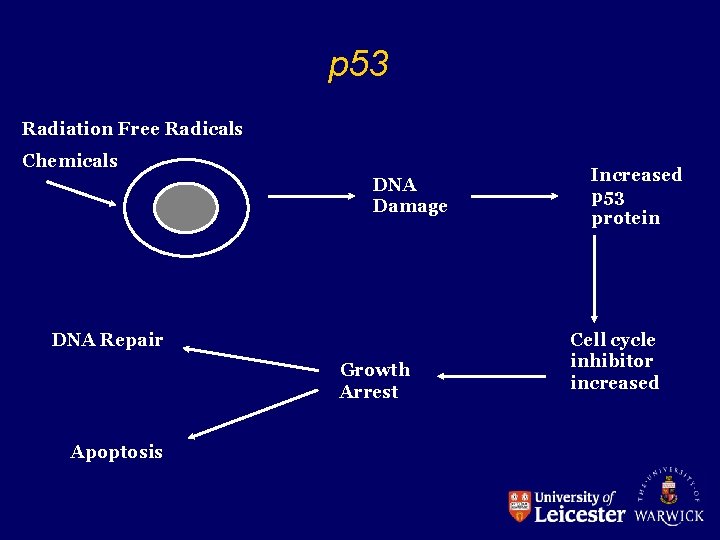 p 53 Radiation Free Radicals Chemicals DNA Damage DNA Repair Growth Arrest Apoptosis Increased