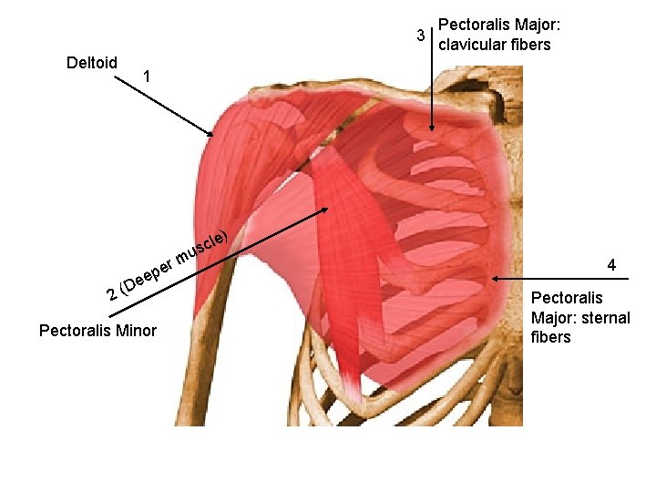 3 Deltoid Pectoralis Major: clavicular fibers 1 D 2( r pe ee Pectoralis Minor