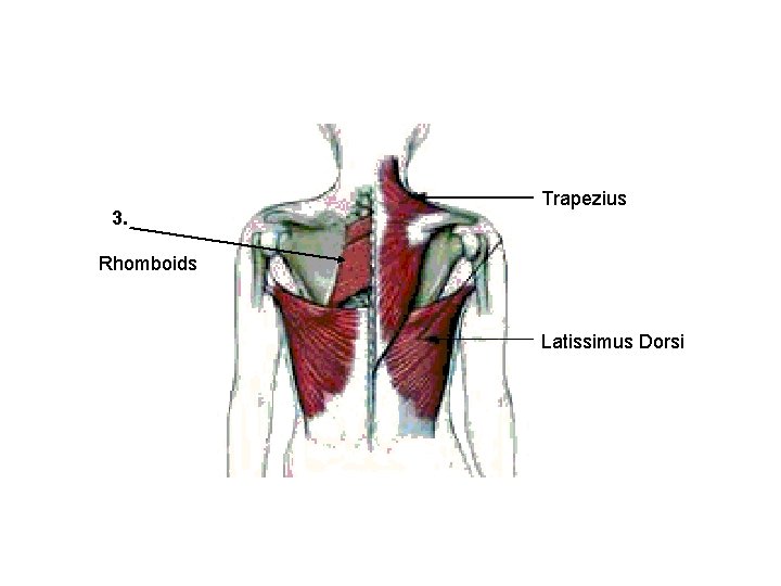 3. Trapezius Rhomboids Latissimus Dorsi 