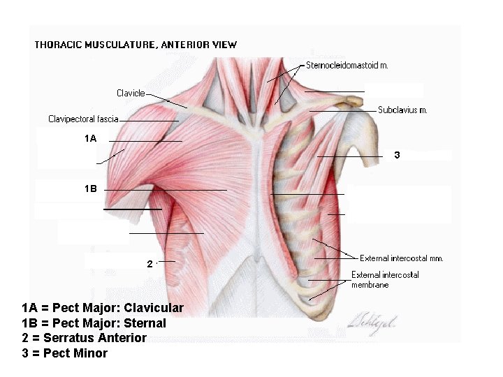 1 A 3 1 B 2 1 A = Pect Major: Clavicular 1 B