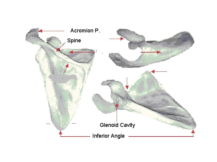 Acromion P. Spine Glenoid Cavity Inferior Angle 