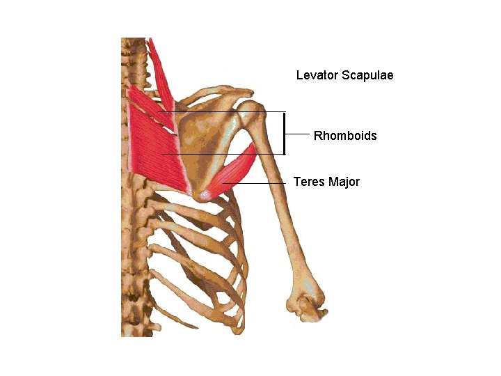 Levator Scapulae Rhomboids Teres Major 