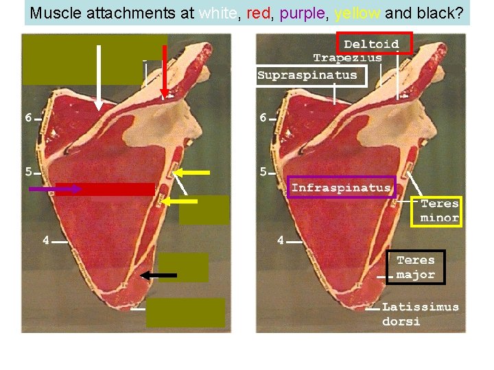 Muscle attachments at white, red, purple, yellow and black? 
