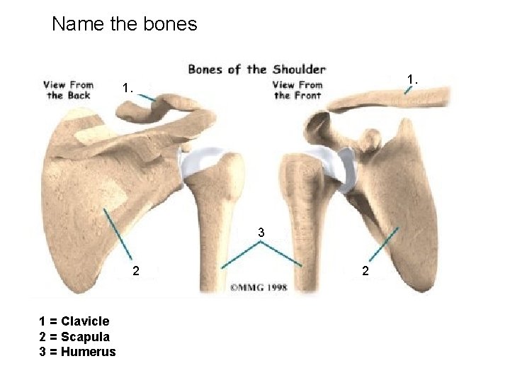 Name the bones 1. 3 2 1 = Clavicle 2 = Scapula 3 =