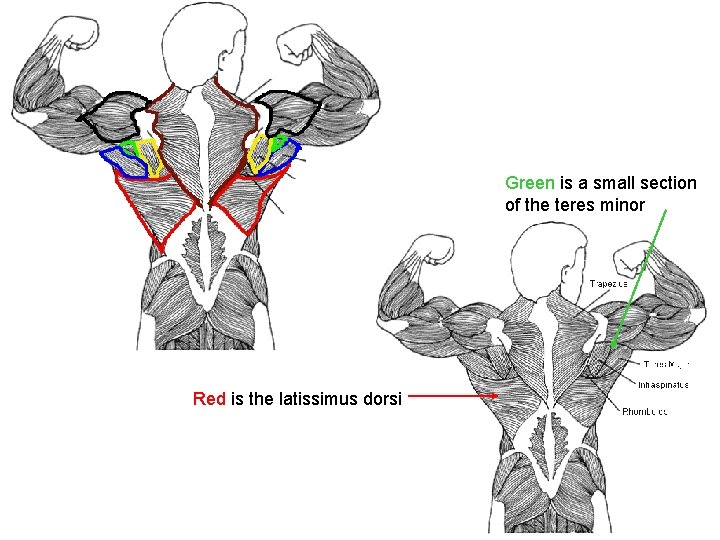 Green is a small section of the teres minor Red is the latissimus dorsi