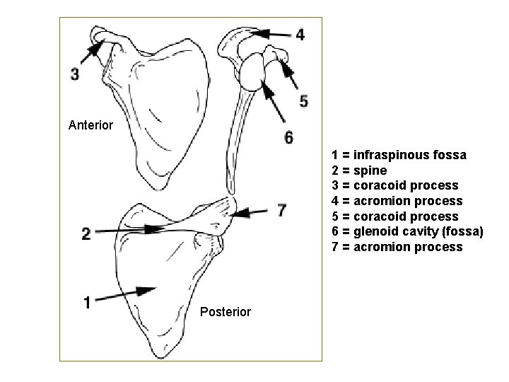 Anterior 1 = infraspinous fossa 2 = spine 3 = coracoid process 4 =