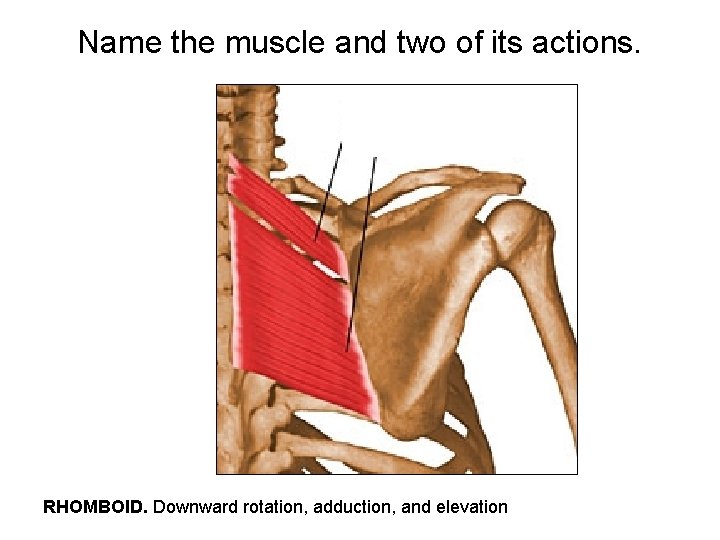Name the muscle and two of its actions. RHOMBOID. Downward rotation, adduction, and elevation