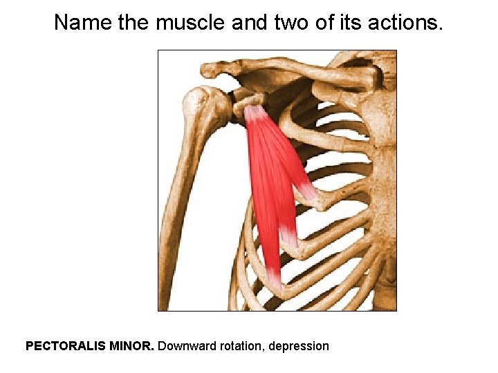 Name the muscle and two of its actions. PECTORALIS MINOR. Downward rotation, depression 
