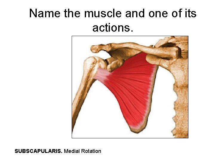 Name the muscle and one of its actions. SUBSCAPULARIS. Medial Rotation 