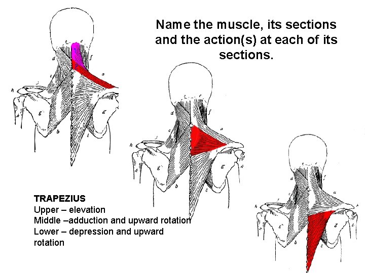 Name the muscle, its sections and the action(s) at each of its sections. TRAPEZIUS