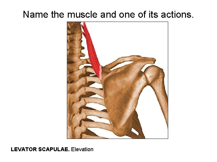 Name the muscle and one of its actions. LEVATOR SCAPULAE. Elevation 