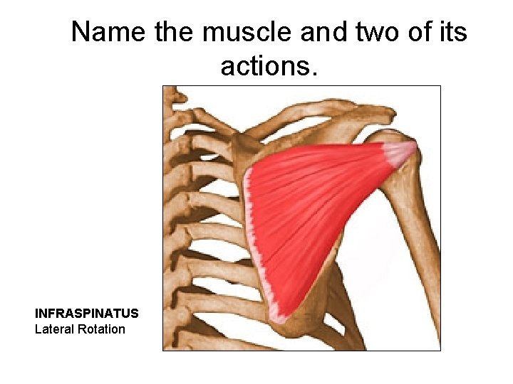 Name the muscle and two of its actions. INFRASPINATUS Lateral Rotation 