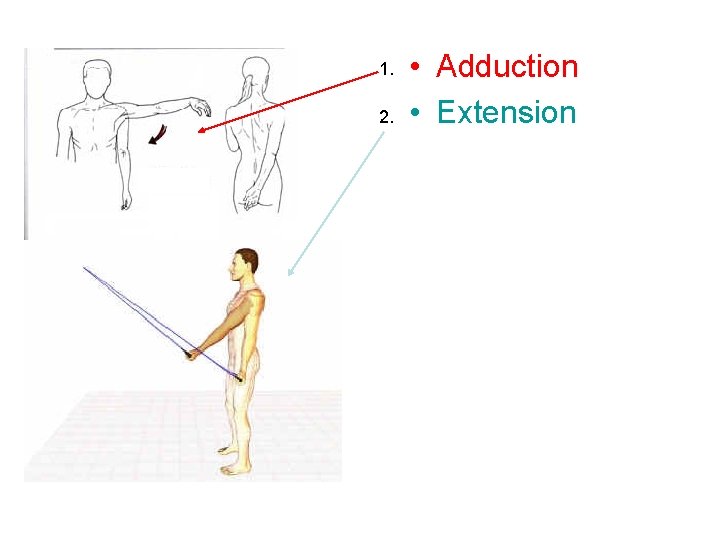 1. 2. • Adduction • Extension 