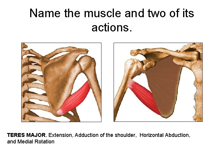 Name the muscle and two of its actions. TERES MAJOR. Extension, Adduction of the