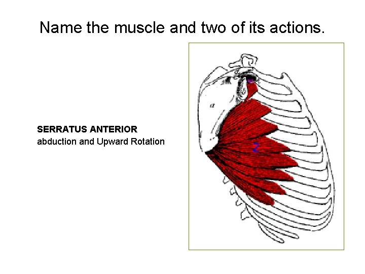 Name the muscle and two of its actions. SERRATUS ANTERIOR abduction and Upward Rotation