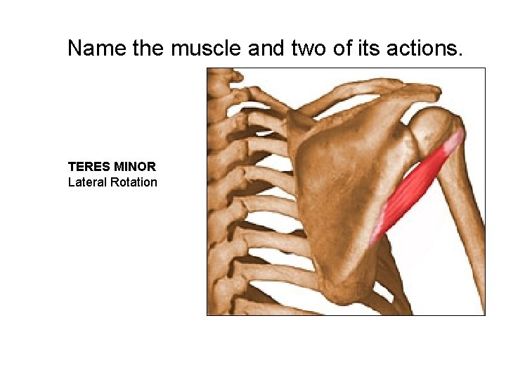 Name the muscle and two of its actions. TERES MINOR Lateral Rotation 