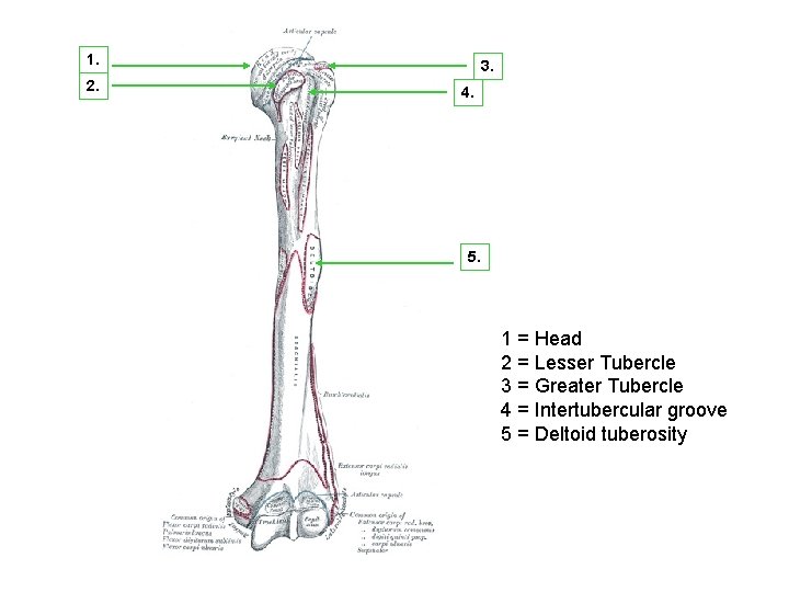 1. 2. 3. 4. 5. 1 = Head 2 = Lesser Tubercle 3 =