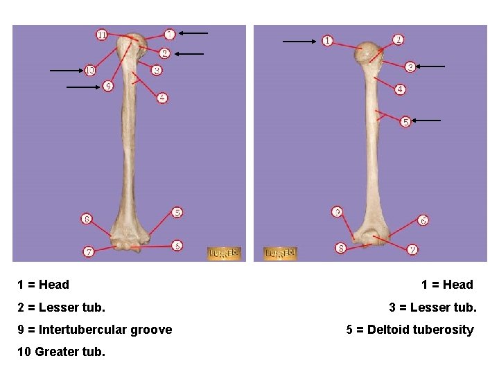 1 = Head 2 = Lesser tub. 9 = Intertubercular groove 10 Greater tub.
