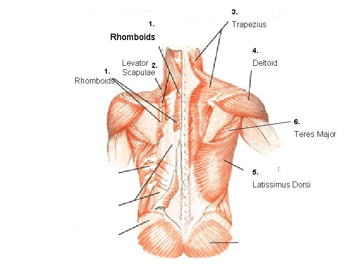 3. 1. Trapezius Rhomboids 4. 1. Rhomboids Levator 2. Scapulae Deltoid 6. Teres Major